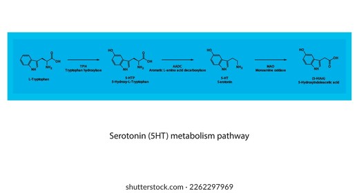 5HT Serotonin-Biosynthese und Stoffwechselweg Wissenschaftliches Diagramm horizontale Ausrichtung auf blauem Hintergrund.