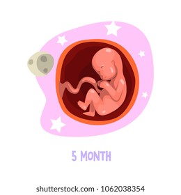 5th month of baby s growth in womb. Fetal development. Vector element for educational book, brochure or infographic poster
