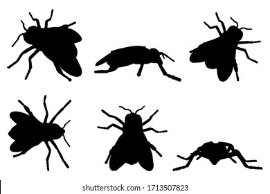 6 Black And White Set Vector Fly Insect Silhouette Isolated On White Background