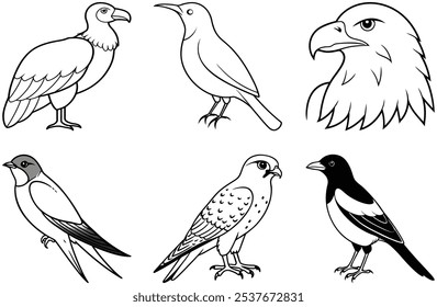 6 bundle Hand-Drawn andean-condor, crimson-sunbird, bald-eagle, common-kestrel, barn-swallow, eurasian-magpie bird