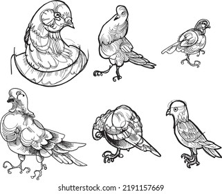 6 Doves collection freehand drawing dynamic illustration.