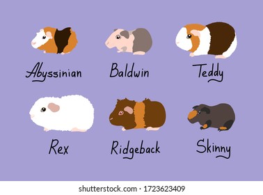 6 Guinea pigs shorthair breeds