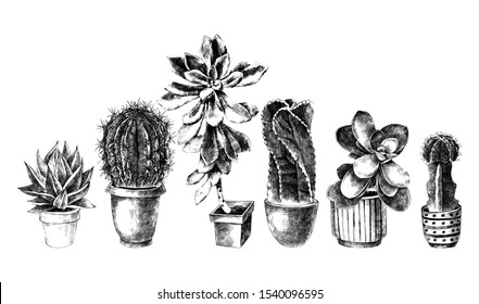 6 hand drawn cactuses and succulents in pots. Vector illustration