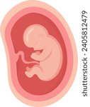 6 Month Human Embryo Inside Womb Vector Illustration