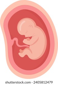 6 Month Human Embryo Inside Womb Vector Illustration