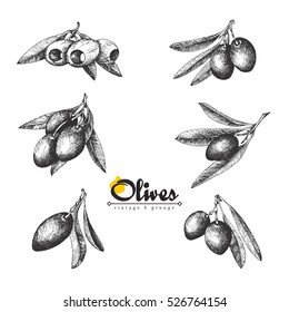 6 Olive sketch branches collection isolated illustrations over white background, olives pitted and with leaves, vector hand drawn retro illustration. Italian cuisine. 