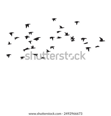 Similar – 36 Vogel Vogelschwarm