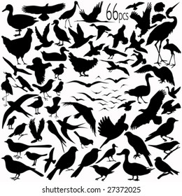 66 pieces of detailed vectoral bird silhouettes.