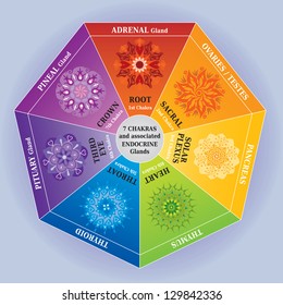 7 Chakras-Farbdiagramm mit Mandalas und endokrinen Ländern