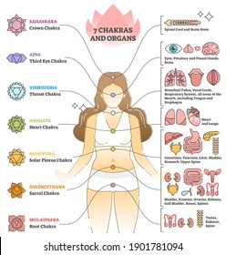 7 chakras and organs explanation as holistic healing basics outline concept. Educational labeled esoteric energy locations and points on body vector illustration. Spiritual and anatomical inner scheme