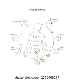 7 dhatu. Ayurvedic system of human body tissues poster design. Vata, pitta, kapha doshi. Indian alternative medicine. Infographic vector illustration of ayurveda.