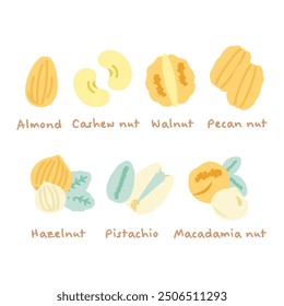 7 types of nuts illustration