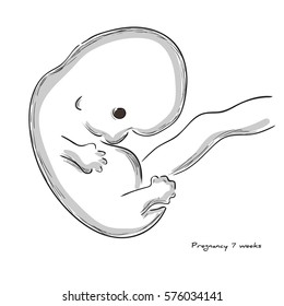 7 weeks of pregnancy.  Fetal growth from fertilization to birth, fetus development.