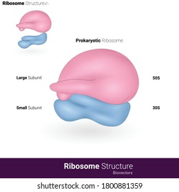 70S Ribosome ultra structure, prokaryotic-ribosome structure , Function : Protein synthesis, Ribosome made of 50S and 30S subunits vector illustration 