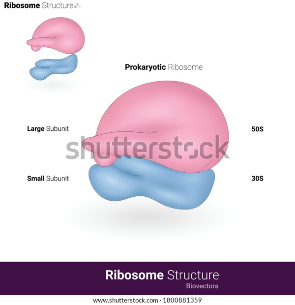 70s Ribosome Ultra Structure Prokaryoticribosome Structure Stock Vector ...