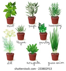 8 different herbs in pots
