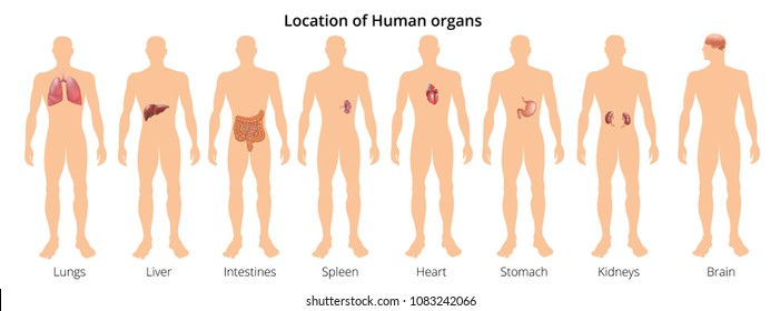 Free Human Anatomy And Physiology Charts