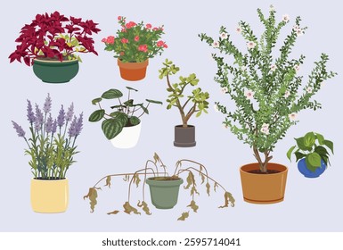 8 isolated house plants in pots with leaves and flowers