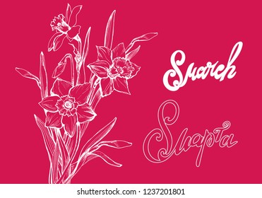 8 March greeting card wifh hand drawn flowers Daffodil,Narcissus. Calligraphic hand written phrase in Russian and English language  For design greeting card and celebration banner. Vector Illustration
