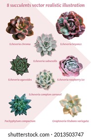 8 succulents vector realistic illustration