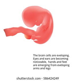 8 Weeks Pregnant . Human fetus inside the womb. Fetus stages. realistic vector. Fetal growth from fertilization to birth, fetus development. Embryo development. 