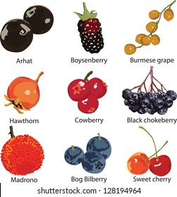 9 different berries on a white background