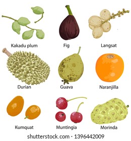 9 different fruits on a white background