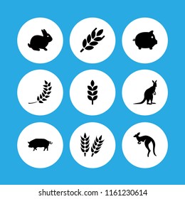 9 ears icons in vector set. pig, kangaroo, wheat and bunny illustration for web and graphic design