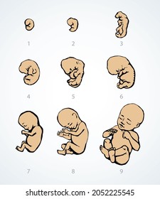 9 embryonic germ closeup age set on background. line black hand drawn inside zygote umbilic week trimester stage logo pictogram design sketch in vintage art cartoon style on text space. Close up view
