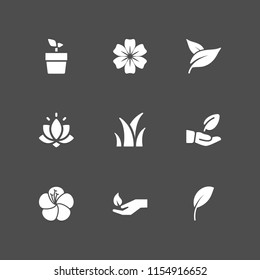 9 floral icons in vector set. spring, leaf, flower and plant illustration for web and graphic design