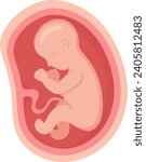 9 Month Human Embryo Inside Womb Vector Illustration