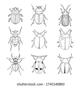 9 Species Beetles Line Drawings Stock Vector (Royalty Free) 1745140883 ...