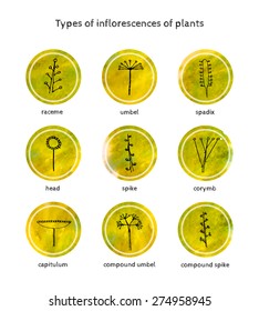 9 types of inflorescences of plants. The style of the sketch and watercolor