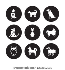 9 vector icon set : Austrailian Shepard dog, Anatolian Shepherd Dog Alaskan Klee Kai American Eskimo Hairless Terrier dog isolated on black background