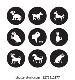 9 vector icon set : Coton De Tulear dog, Corgi Chihuahua Chinook Chow Cocker Spaniel Cockapoo Cane Corso dog isolated on black background