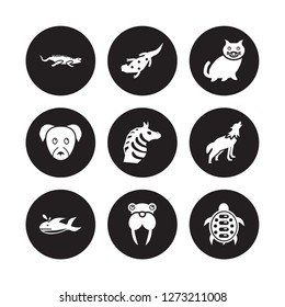 9 vector icon set : iguana, salamander, Whale, Wolf, Zebra, kitten, puppy, Walrus isolated on black background