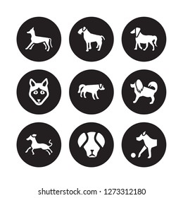 9 vector icon set : Italian Greyhound dog, Irish Terrier Havanese Hovawart Setter Husky Great Pyrenees dog isolated on black background