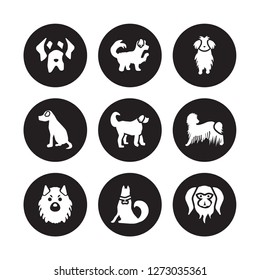 9 vector icon set : Mastiff dog, Maltipoo Keeshond Komondor Labradoodle Maltese Vizsla Jindo dog isolated on black background