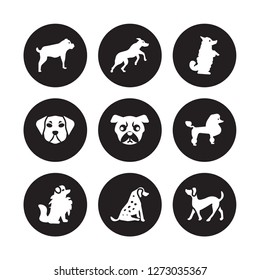 9 vector icon set : Rottweiler dog, Rhodesian Ridgeback Pomeranian Poodle Pug Pumi Puggle Pointer dog isolated on black background