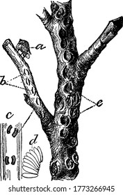 a, Ceresa bubalus, ovipositing in slits; b, the eggs; d, arranged as at c, old, scarred punctures shown at e., vintage line drawing or engraving illustration.