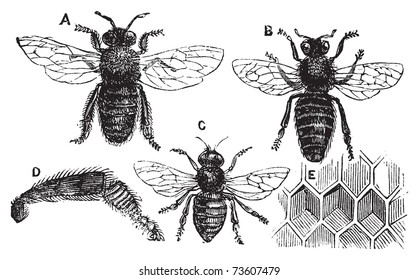 A. Male - B. Female - C. Neutral - D. Rear leg - E. Honeycomb or honey cell. Old vintage illustration from Trousset Encyclopedia 1886 - 1891, live traced vector.