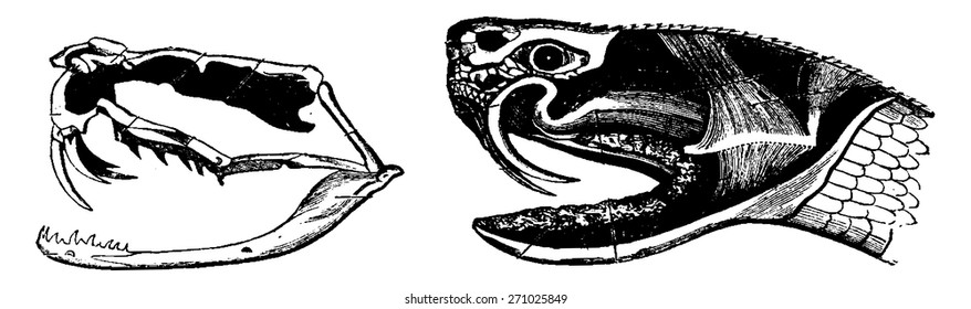 A. Skeleton of the head of a poisonous snake, B. Head of a venomous snake, vintage engraved illustration. From La Vie dans la nature, 1890.