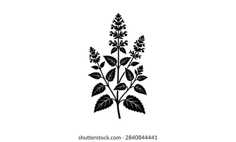 ['A stylized black ink drawing of a leafy herb plant with serrated leaves and upright flower spikes on a plain white background']