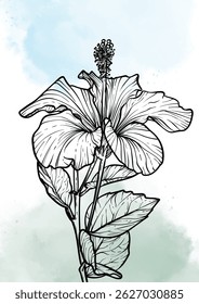 A4, A3, Vector de flores de hibisco ilustración dibujada a mano. Impresión del arte con la flor negra elegante en una salpicadura azul de la acuarela. Activo gráfico altamente detallado y de alta calidad para impresión y en línea. 