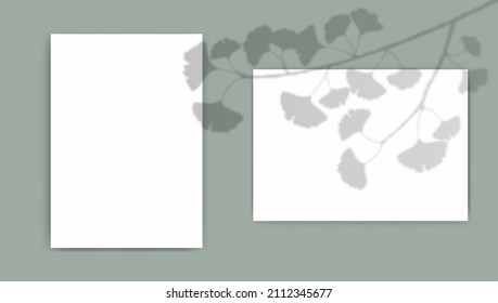 Ein Papier mit Überlagerungsmustern hinterlässt Schatten aus dem Fenster. Ginkgo Biloba transparente Reflexion auf grünem Hintergrund. Realistische Vektorgrafik-Vorlage für Poster, Flyer und Post