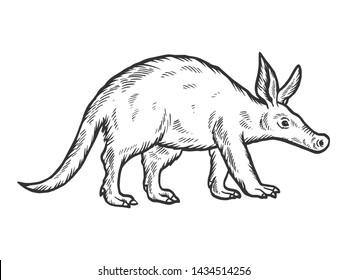 Aardvark animal sketch engraving vector illustration. Scratch board style imitation. Hand drawn image.