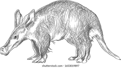 Aardvark Digital Sketch Isolated On White