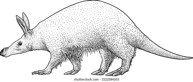 Aardvark illustration, drawing, engraving, ink, line art, vector
