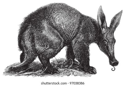 Aardvark (Orycteropus afer) / vintage illustration from Meyers Konversations-Lexikon 1897