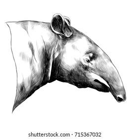 aardvark sketch vector graphics head black-and-white monochrome pattern